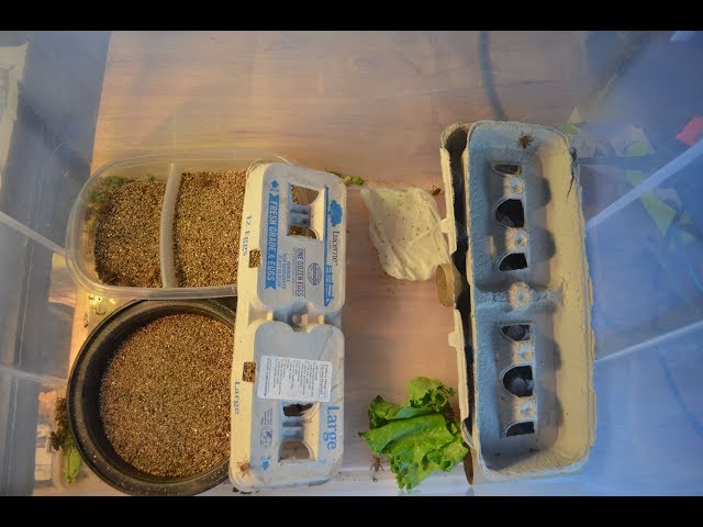 How To Breed Crickets For Bearded Dragons