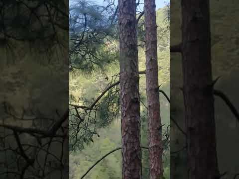 #manali #travel #shots