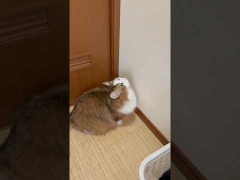 猫の動画サムネイル - 手、届くかな？！