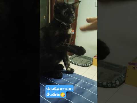 แมวน้องนิลน่ารักมากค่ะ#ใครกดใจขอให้รวยๆนะคะ😽