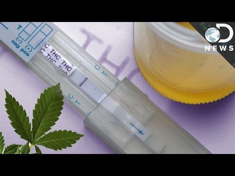 How Accurate Are Drug Tests? - UCzWQYUVCpZqtN93H8RR44Qw