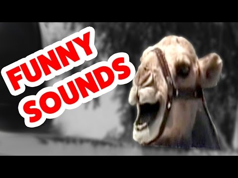 Funniest Animal Sounds of 2016 | Funny Pet Videos - UCYK1TyKyMxyDQU8c6zF8ltg