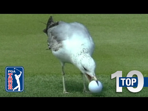Top 10: Animal Encounters on the PGA TOUR - UCKwGZZMrhNYKzucCtTPY2Nw