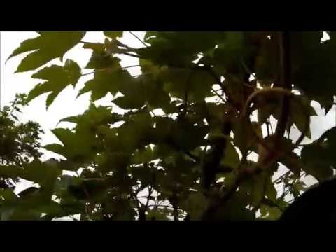 Luxfloat testing ending on tree top - UCtpl0iFEzsrT9BW4ig-WBQA
