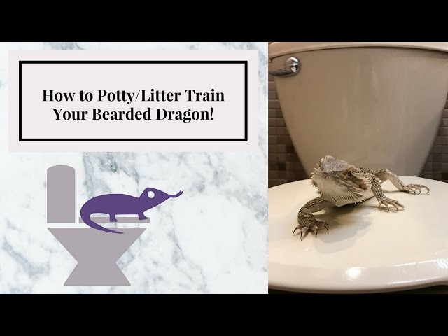 How to Potty Train a Bearded Dragon in 5 Easy Steps