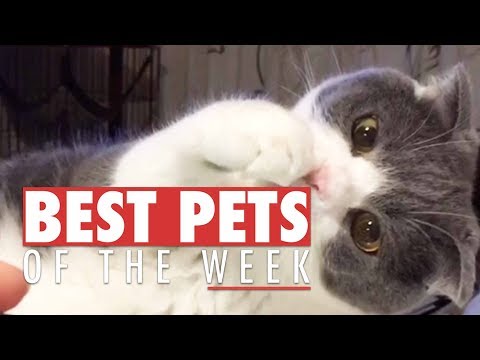 Best Pets of the Week Compilation | September 2017 - UCPIvT-zcQl2H0vabdXJGcpg