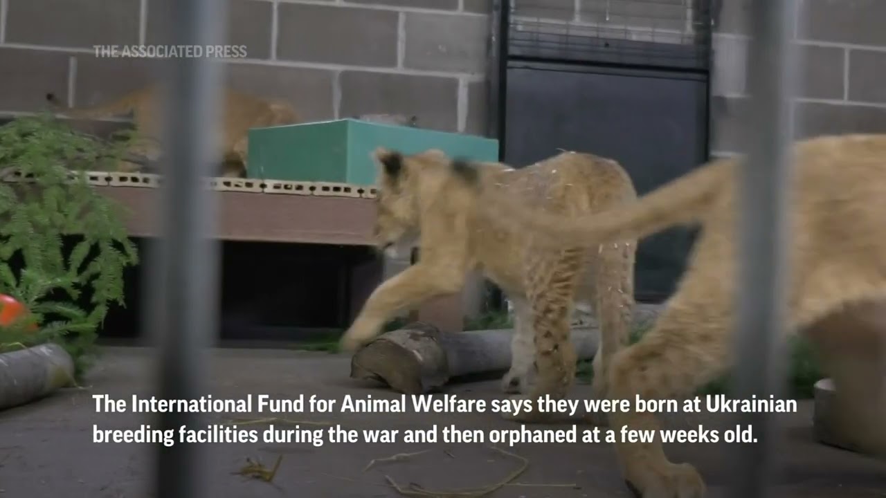 Lion cubs saved from war now in US sanctuary