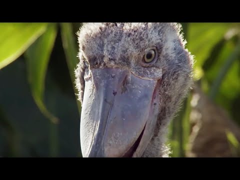 Shoebill Chick Reveals Darkside  | Africa | BBC - UCwmZiChSryoWQCZMIQezgTg