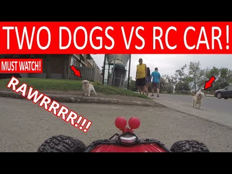 DOGS ATTACK "HENRY THE RC CAR"! - UC5D-grT37p0Nn-mFXVGtmmw