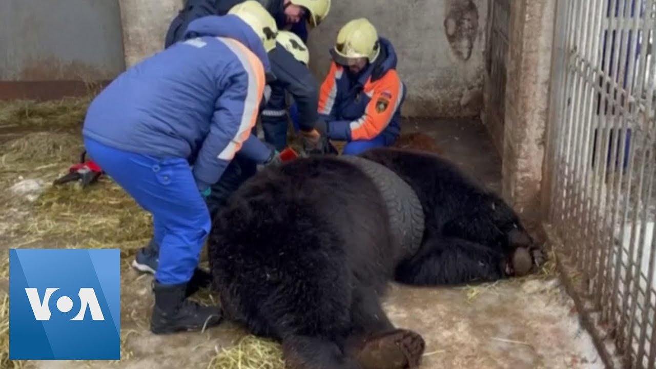 Bear Trapped in Car Tire Freed in Russia | VOANews