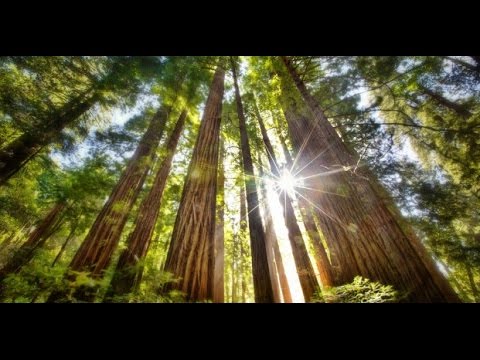 ZMR250 Mini Quadcopter - Cruisin' Amongst the Redwoods - UCXForyVTdaoE50diO6znW4w