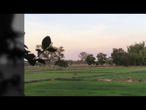 Suasana Sawah di Pagi Hari 🌾 | Burung & Suara Alam | Tanpa Musik