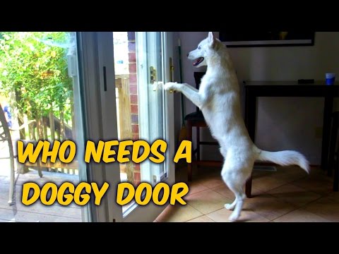 Who Needs a Doggy Door? - UCe_vXdMrHHseZ_esYUskSBw