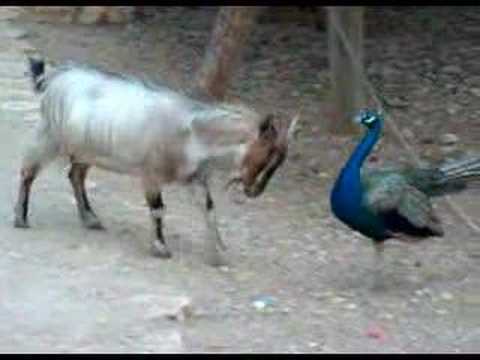 Goat and Peacock Fighting