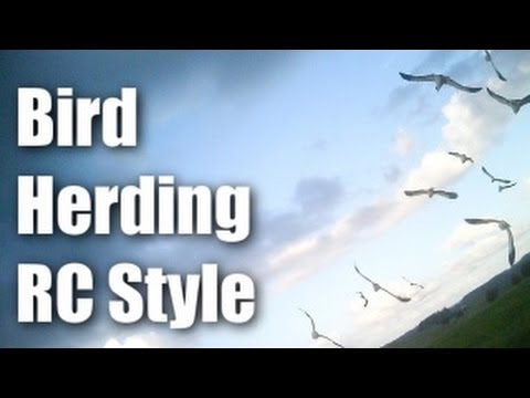 Bird-herding with an RC plane - UCQ2sg7vS7JkxKwtZuFZzn-g