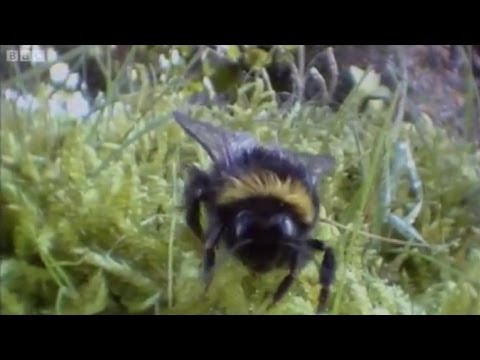 Clever Queen Bumble Bees | Life In The Undergrowth | BBC Earth - UCwmZiChSryoWQCZMIQezgTg