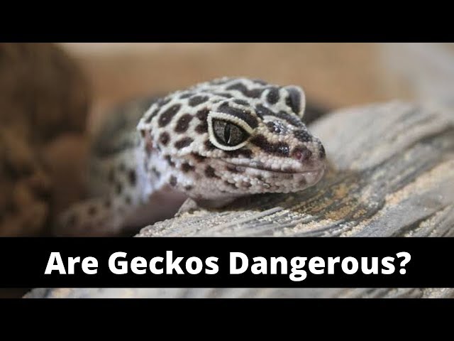 Are Geckos Poisonous To Cats?