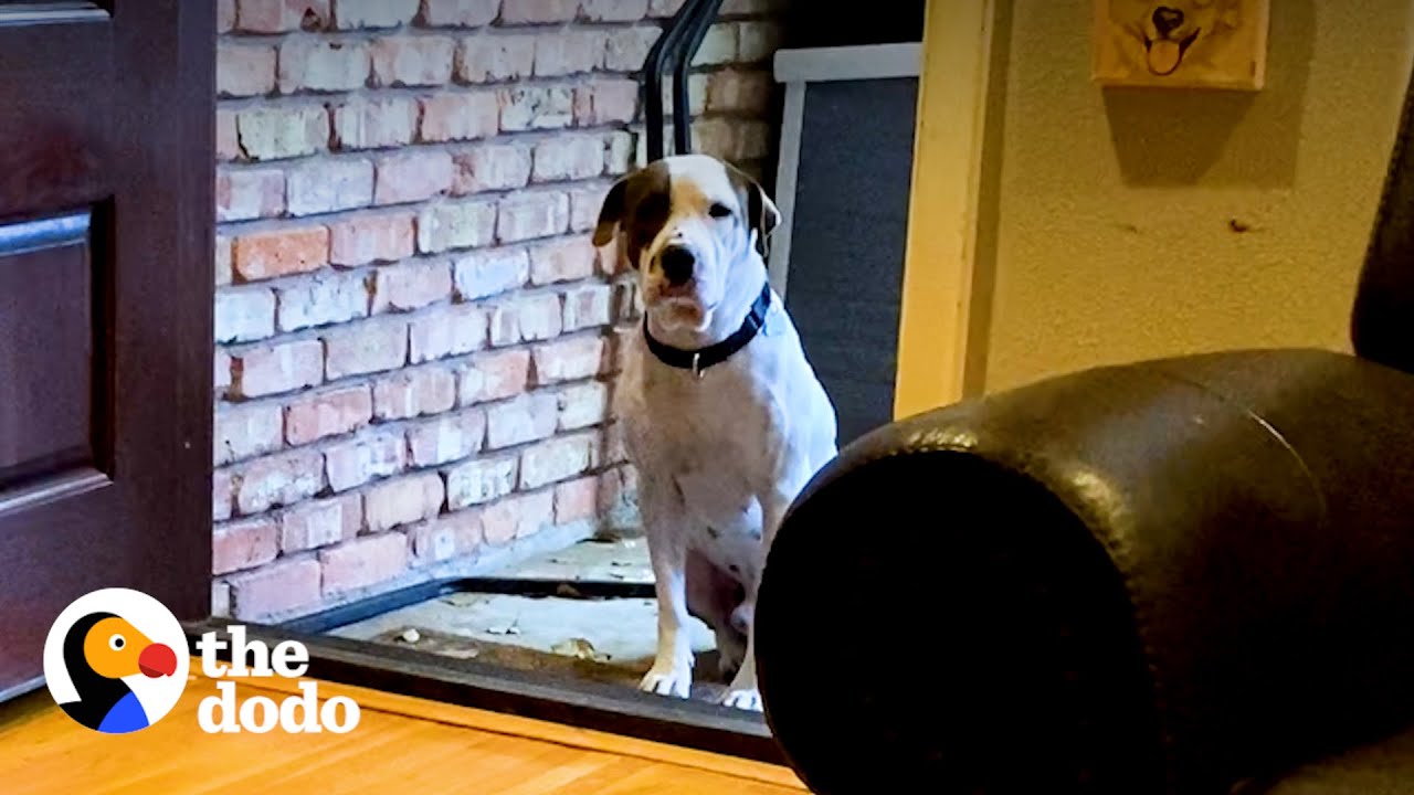 Terrified Rescue Pittie Gets Surprised With A Special Delivery | The Dodo Pittie Nation
