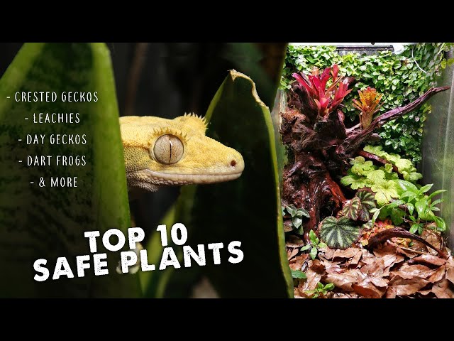 Best Plants For Crested Geckos?