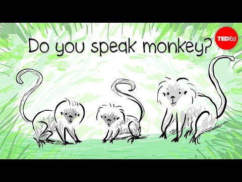 How to speak monkey: The language of cotton-top tamarins - Anne Savage - UCsooa4yRKGN_zEE8iknghZA