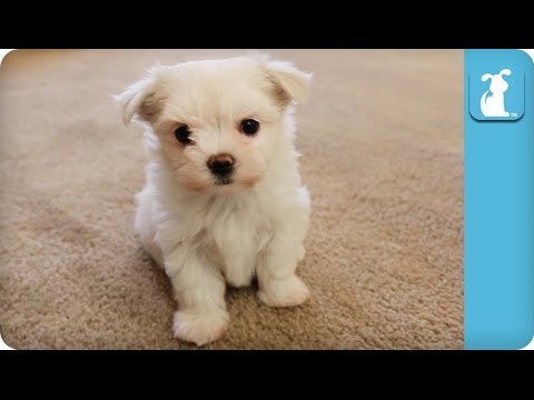 Precious Maltese Puppy Runs At The Camera - Puppy Love - UCPIvT-zcQl2H0vabdXJGcpg