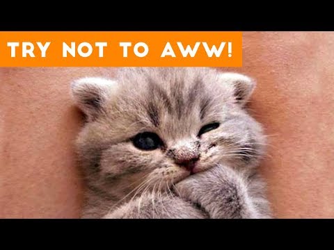 Ultimate Try Not to Aww Compilation of 2017 | Funny Pet Videos - UCYK1TyKyMxyDQU8c6zF8ltg
