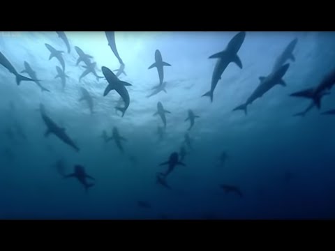 Thousands of sharks visit a sea mount | Blue Planet: A Natural History of the Oceans | BBC - UCwmZiChSryoWQCZMIQezgTg