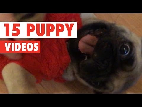 15 Funny Puppy Videos Compilation 2016 - UCPIvT-zcQl2H0vabdXJGcpg