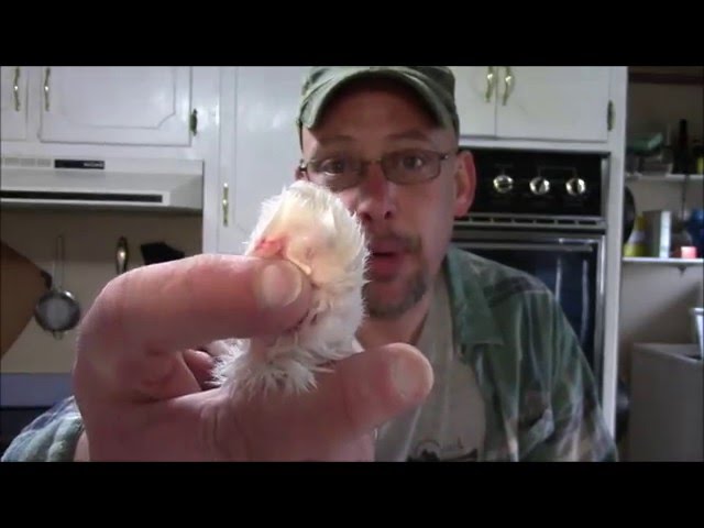 How to Preserve a Rabbit Foot - StuffSure