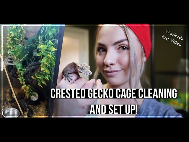 How to Clean a Gecko’s Cage