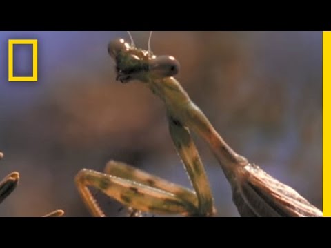 Praying Mantis vs. Grasshopper | National Geographic - UCpVm7bg6pXKo1Pr6k5kxG9A