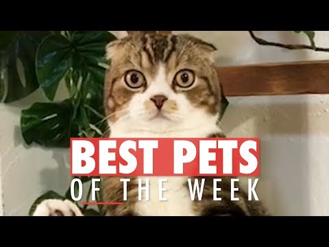 Best Pets of The Week Video Compilation | January 2018 Week 3 - UCPIvT-zcQl2H0vabdXJGcpg