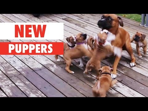 New Puppers - UCPIvT-zcQl2H0vabdXJGcpg
