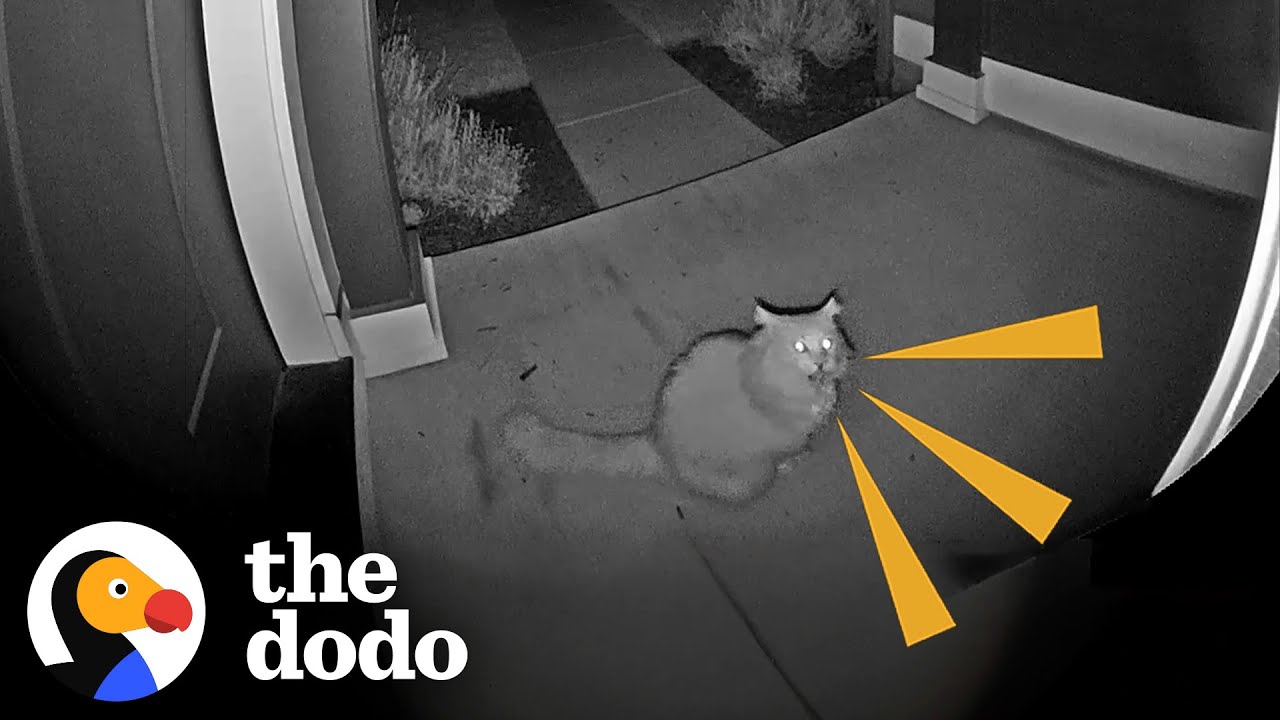 Neighbor’s Cat Visits This Woman’s House At 5am Every Single Day! | The Dodo