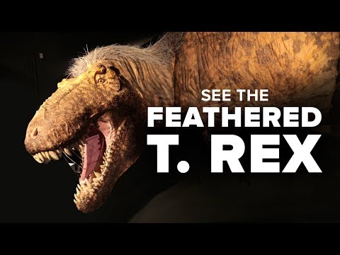 T. rex as you've never seen it before - UCOmcA3f_RrH6b9NmcNa4tdg