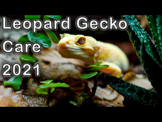 Are Leopard Geckos Easy To Take Care Of?