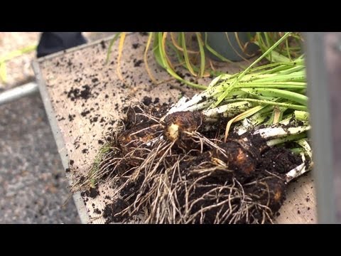 Replanting Daffodil Bulbs | At Home With P. Allen Smith - UCDgr7nAbzYCkWxTsSJFcoGg