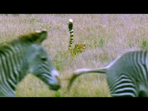 Cheetah Attacks Zebra | Cheetahs | BBC Earth - UCwmZiChSryoWQCZMIQezgTg