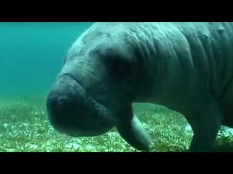 Swimming with a Manatee - Dive Caribbean - BBC - UCwmZiChSryoWQCZMIQezgTg