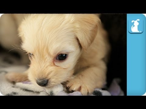 Puppy Pillow Fort - Puppy Love - UCPIvT-zcQl2H0vabdXJGcpg
