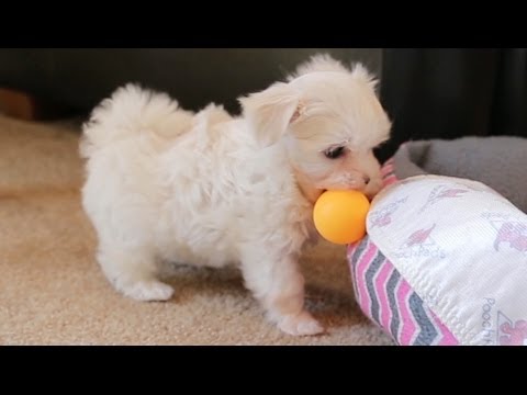 Maltese Puppies Play Ping Pong - UCPIvT-zcQl2H0vabdXJGcpg