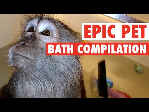 Epic Pet Baths (Adorably Hilarious Compilation) - UCPIvT-zcQl2H0vabdXJGcpg