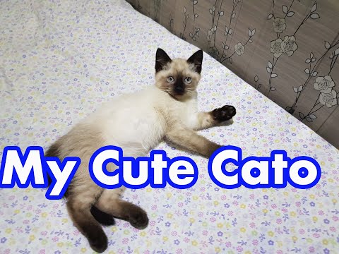 My Cute Cato lovely cat