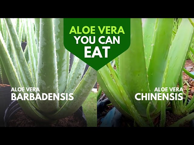 Is Aloe Vera Plant Edible To Get Ideas 2393