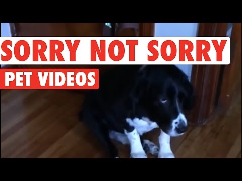 Sorry Not Sorry Pets Video Compilation 2016 - UCPIvT-zcQl2H0vabdXJGcpg
