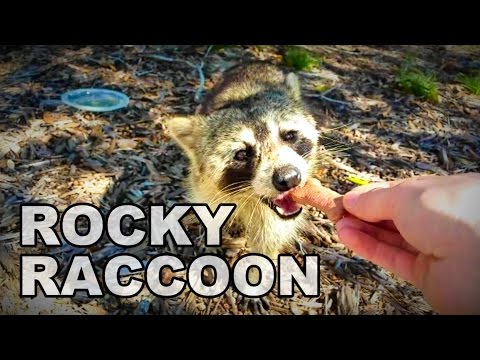 Rocky Raccoon - The Cutest Hungriest Raccoon Ever - TheRcSaylors - UCYWhRC3xtD_acDIZdr53huA