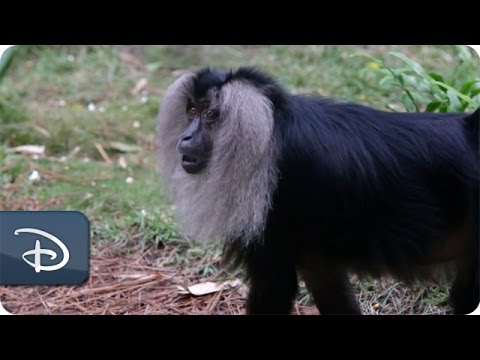 Rare Lion-Tailed Macaques Join Disney’s Animal Kingdom - UC1xwwLwm6WSMbUn_Tp597hQ