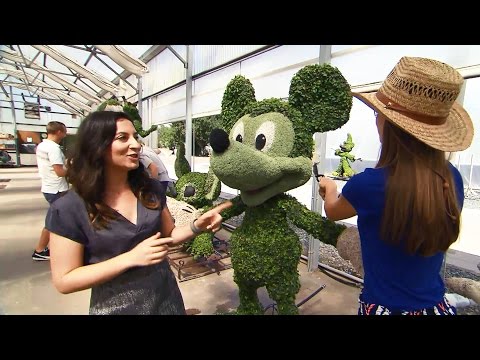 Top 5 Things To Do At Walt Disney World Resort For Adults - UCGaOvAFinZ7BCN_FDmw74fQ