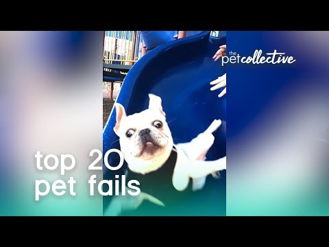 Best Pets of the Year: Top 20 Pet Fails | The Pet Collective - UCPIvT-zcQl2H0vabdXJGcpg