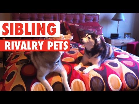 Sibling Rivalry Pets | Funny Pet Video Compilation 2017 - UCPIvT-zcQl2H0vabdXJGcpg